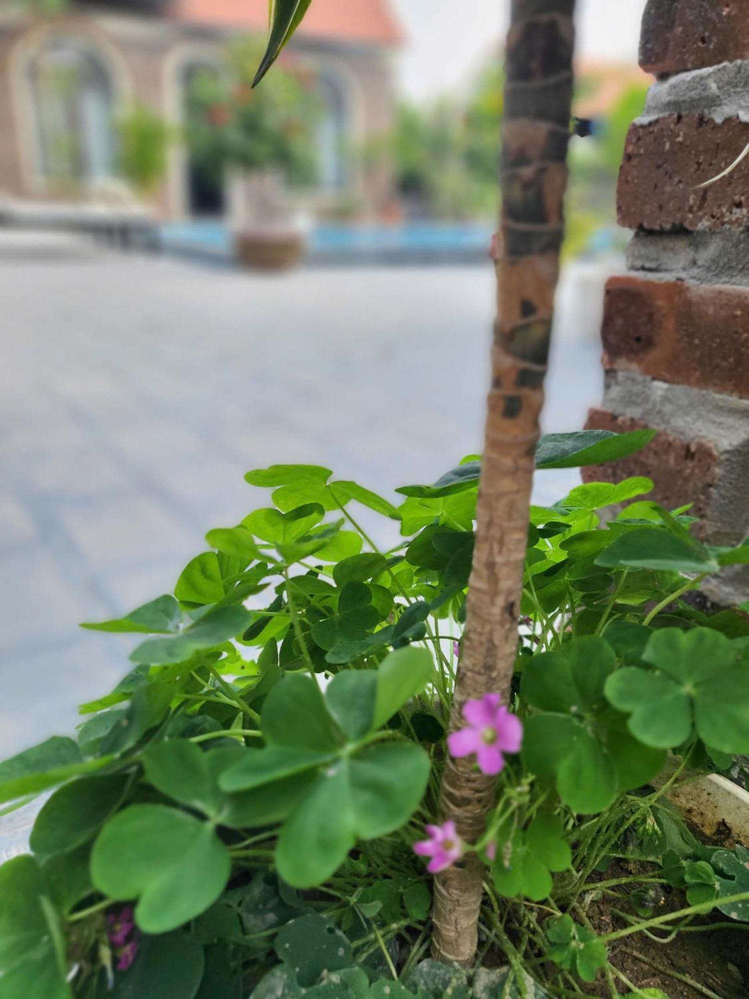 닌빈 Tam Coc Pomelo Garden 아파트 외부 사진